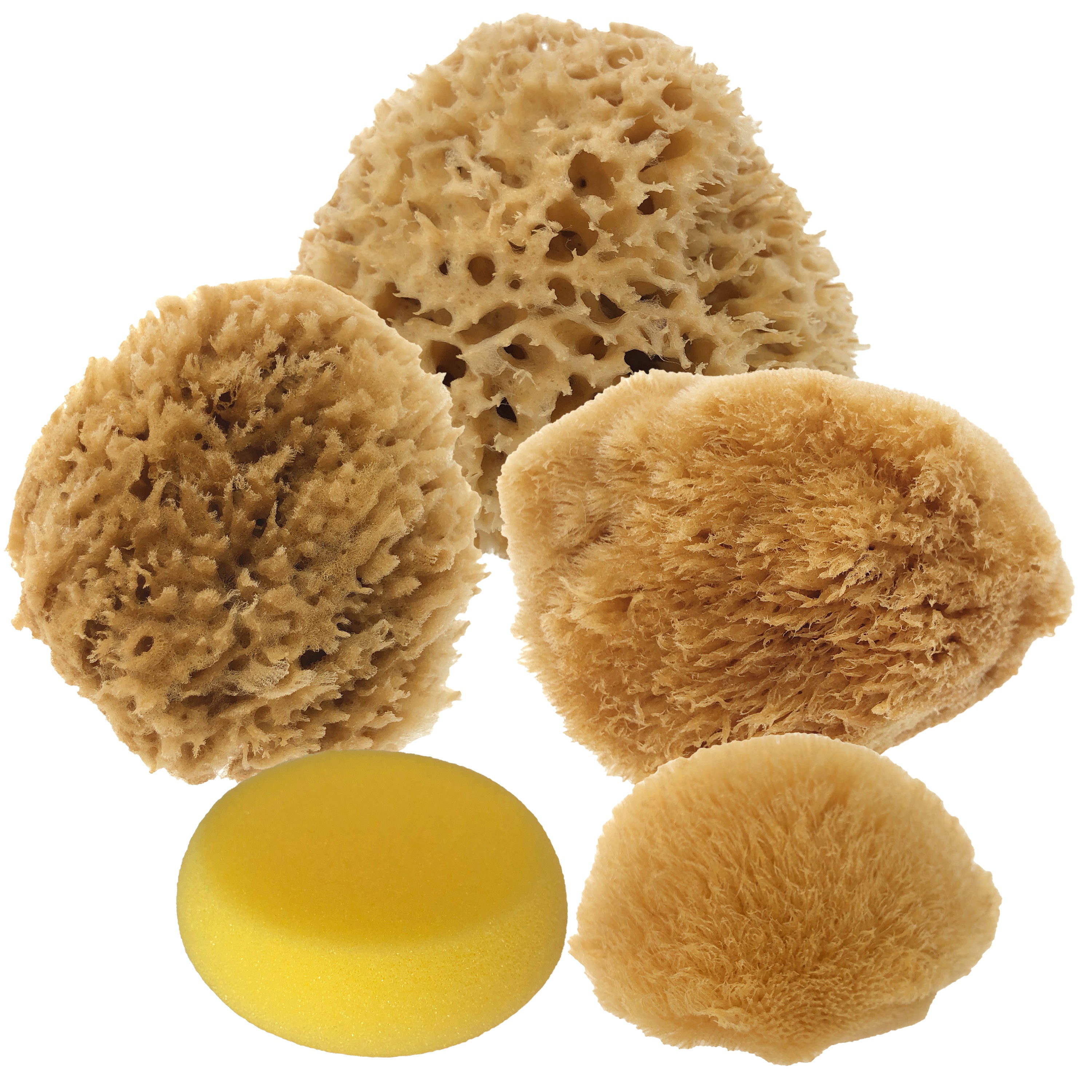 Beautiful view of Natural Sponge Texture Art