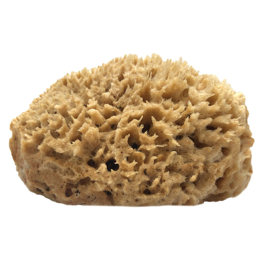 Painting Natural Sea Sponge