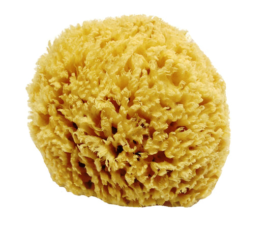 Honeycomb Natural Sea Sponge